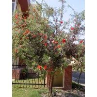 Callistemon Citrinus Ornamental Garden Plants