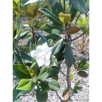 Magnolia Grandiflora Winter Flowering Plants