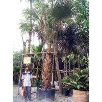 Washingtonia Filifera,Palm