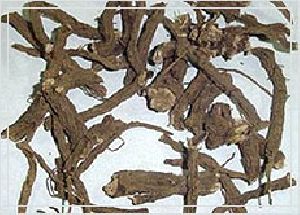Anacyclus Pyrethrum (Akarkara Extract)