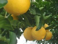 Seedless Lemon Plants