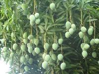 Seedless Mango Plants