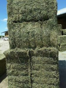 Alfalfa Mega Bales