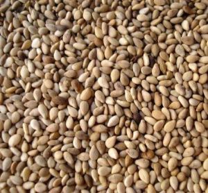 Sesame Seeds