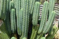San Pedro Cactus Plants