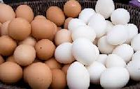 Fresh chichen eggs