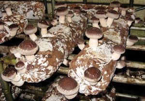 Shiitake Mushroom Spawn