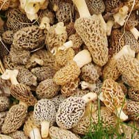 Morel Mushrooms