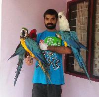 Lovely Baby Parrots for Sale