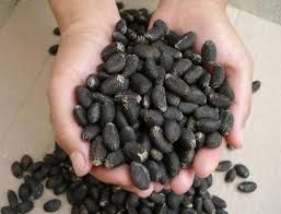 Jatropha Seeds