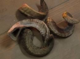 RAM Horn