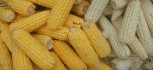 yellow corn, Packaging Type : BAGS
