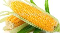 maize