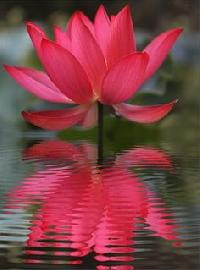 Lotus Water