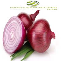 india export onion