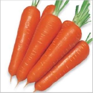 carrot