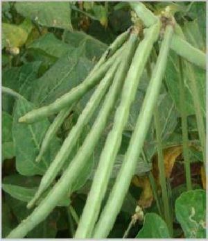 Cowpea