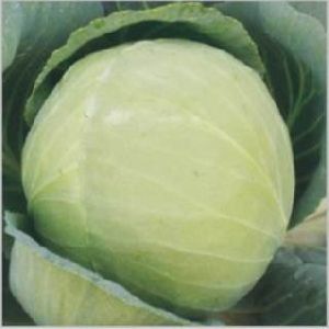 Hybrid Cabbage