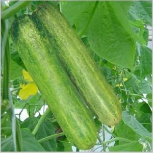 HyBrid Cucumber