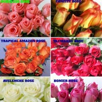 Dutch Rose Flowers