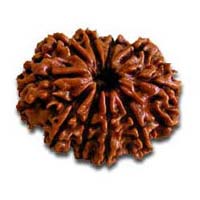 Rudraksha