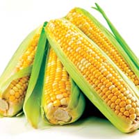 American Sweet Corn