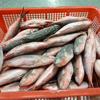 Takasago Fish Whole Cleaned
