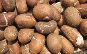 Bitter Kola Nuts
