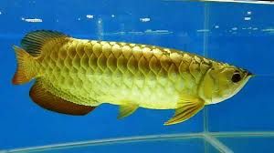 Goldern Arowana Fish