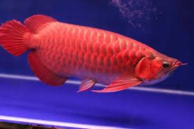 Super Red Arowana Fish