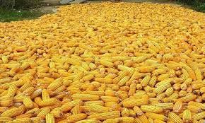 yellow corn,  Storage : Cool, Dry Place
