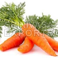 Fresh Carrot