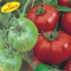 Hybrid Tomato DISHA