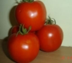 Hybrid Tomato UG 96504