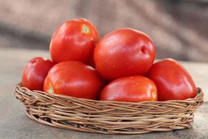Hybrid Tomato UGIN 157