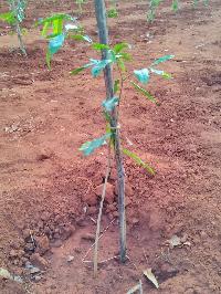 Agarwood Plants Saplings