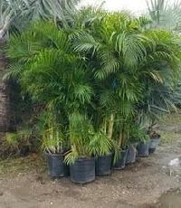 areca palm plant