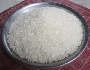Japonica Rice