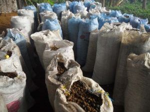 Palm Kernel Palm Kernel