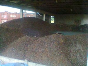 Palm Kernel Shell