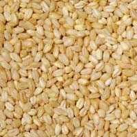 Bulgur Wheat Seeds