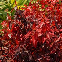 Acalypha Godseffiana Hedge Plants