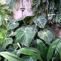 Anthurium Clarinervium Indoor Plants