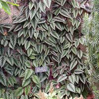 Cissus Discolour Climber Plants