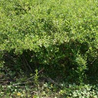 Clerodendron Inerme Shrub Plants