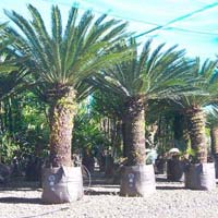 Cycas Plants