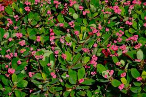 Fresh Euphorbia Milli Plants