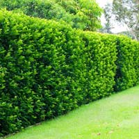 Murraya Exotica Hedge Plants