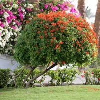 Tecoma Capensis Hedge Plants