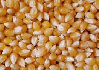 Best Quality Maize